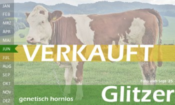 tr�chtige Fleckvieh Kalbin zu verkaufen, beweidet und ruhig